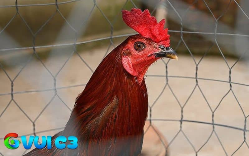 Gà có mắt to, tròn, sáng nên được gọi là gà mắt ếch