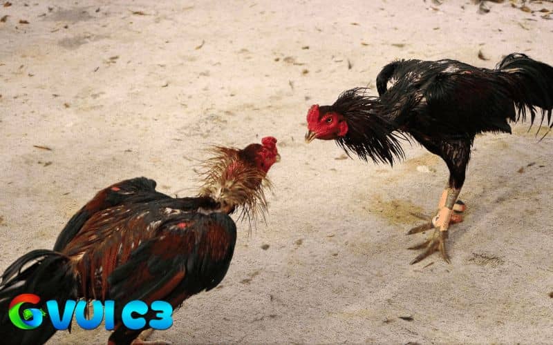 Gà có phản xạ tốt cần có động tác nhanh, tấn công lẹ và tập trung cao