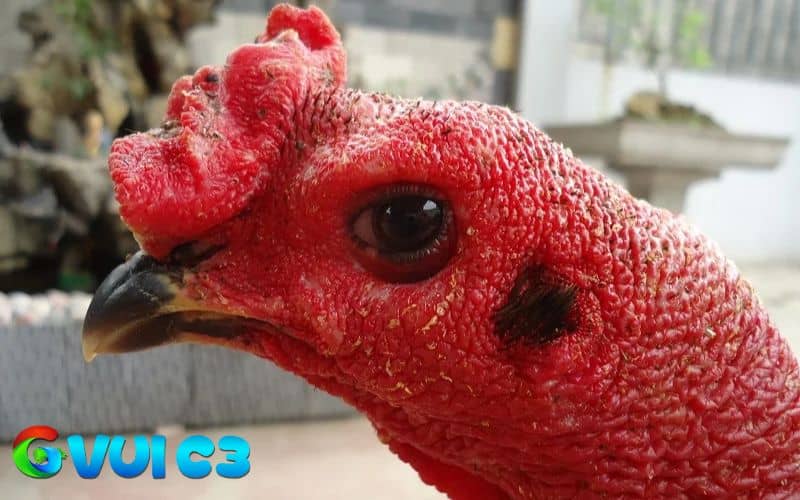Gà mắt chuột là chiến kê sở hữu đôi mắt giống với mắt của chuột nhất