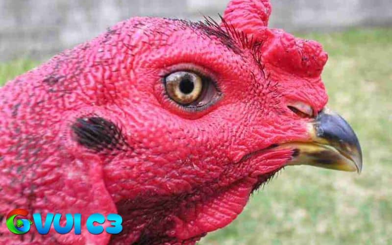 Gà ô chân xanh mắt ếch