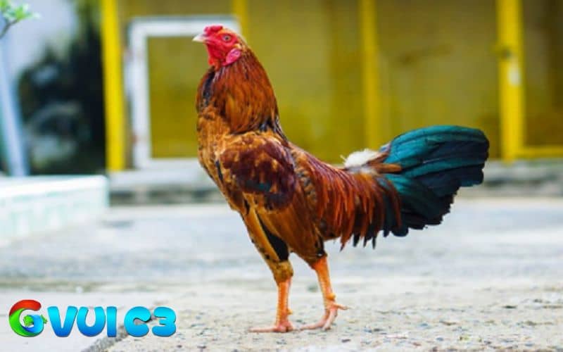 Gà sau khi đá cần được cung cấp nước uống sạch và các loại thức ăn mềm