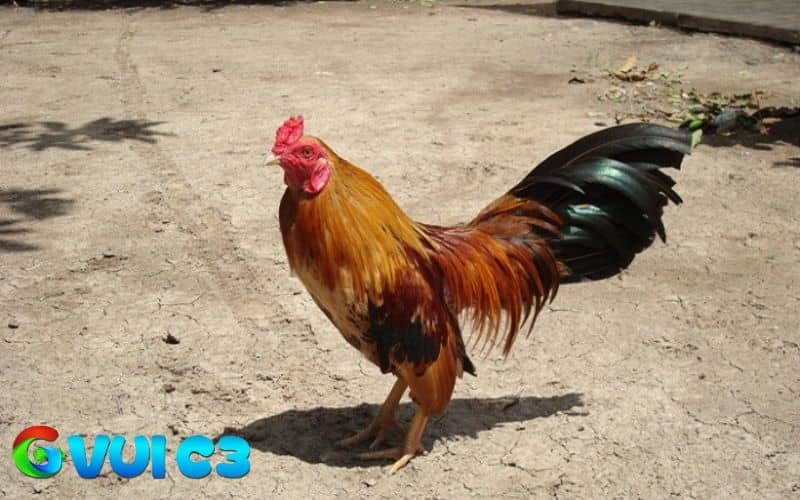 Gà sau khi đá cần kiểm tra và làm sạch kỹ lưỡng