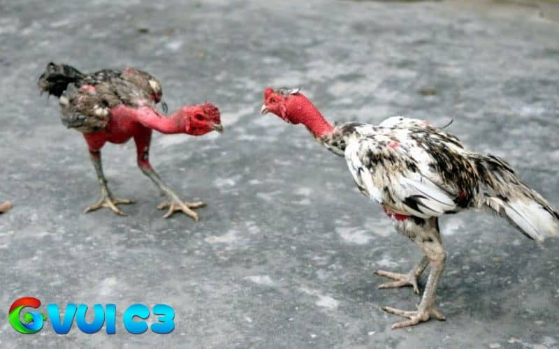 Gà sau khi đá về cần được nghỉ ngơi để hồi phục