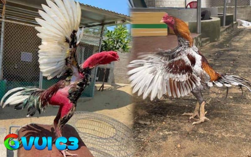 Gà sau khi ép cân đúng cách sẽ đá tốt hơn và ra đòn chuẩn xác hơn Gà sau khi ép cân đúng cách sẽ đá tốt hơn và ra đòn chuẩn xác hơn