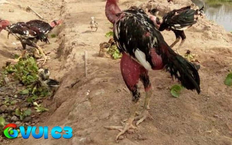Khi nuôi gà vào mùa nóng cần cung cấp các thứ ăn đầy đủ chất dinh dưỡng