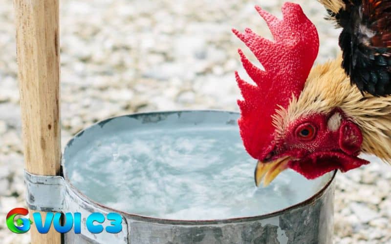Không nên cho gà uống nước đá vì có thể gây đau họng ở gà và sốc nhiệt