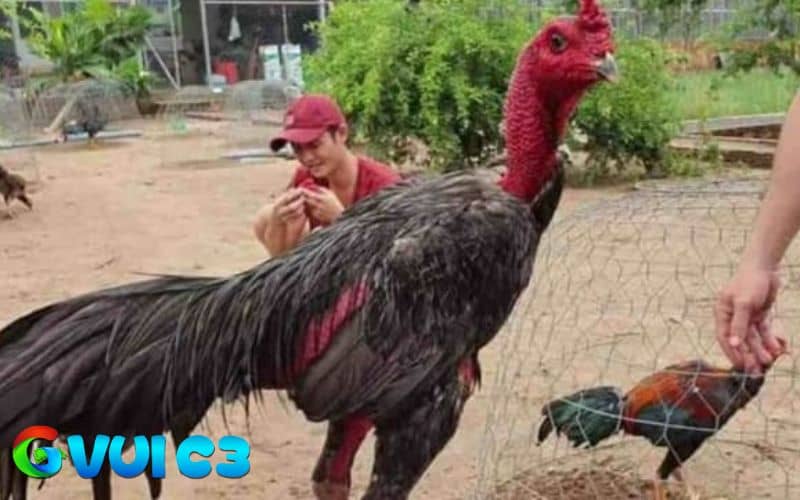 Không nên vần gà chọi khi chưa đủ tháng, đang gặp chấn thương hoặc bệnh Không nên vần gà chọi khi chưa đủ tháng, đang gặp chấn thương hoặc bệnh