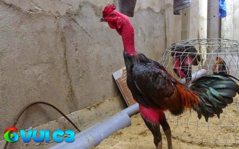 Lên lịch ăn uống cụ thể cho gà chọi sau khi đá