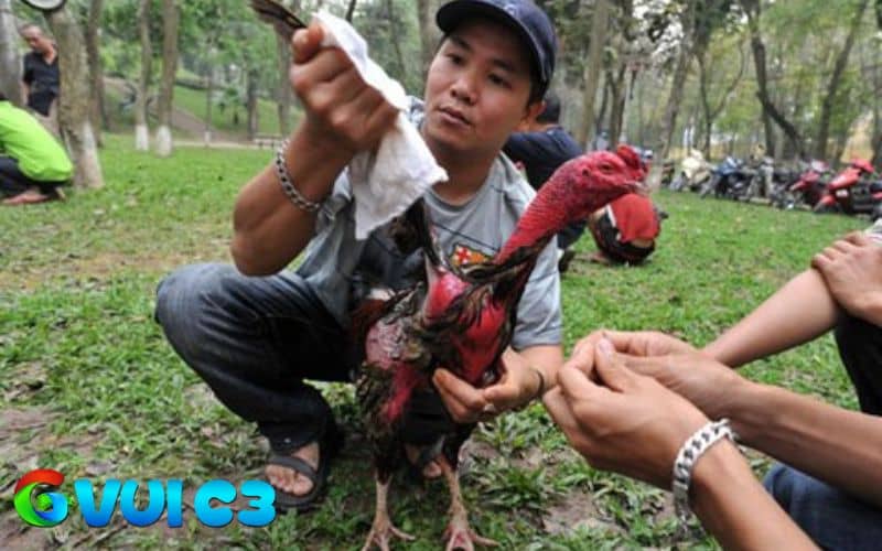 Massage và tập luyện khi gà chọi hồi phục sau khi đá