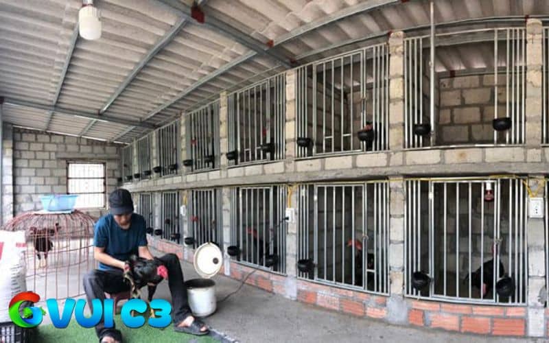 Nên thiết kế chuồng trại nuôi gà cao ráo và thoáng gió khi vào mùa nóng