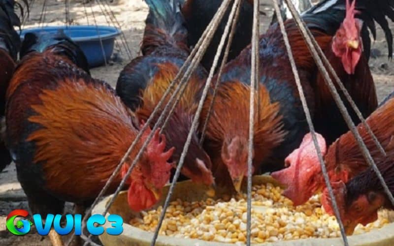Nêu cho gà ăn thóc, bắp hoặc gạo lứt để cung cấp năng lượng luyện tập