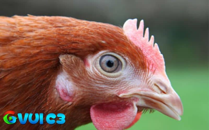 Những đặc điểm về mỏ gà mái nên lựa chọn