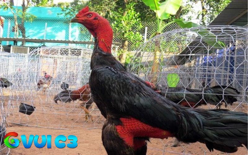 Những lợi thế khi gà cổ to