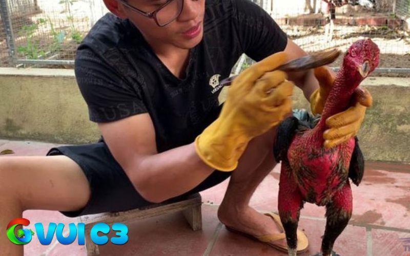 Om bóp và vào nghệ cho gà giúp cổ to