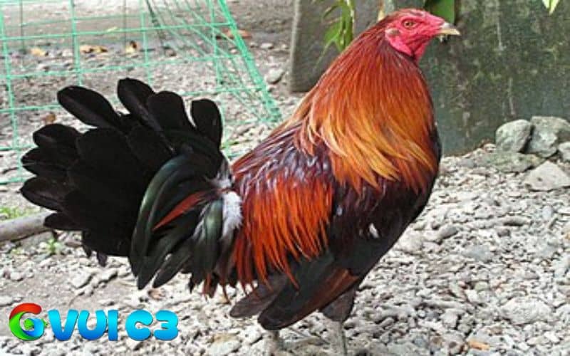 Phơi nắng giúp gà hấp thụ chất dinh dưỡng và đốt cháy mỡ thừa Phơi nắng giúp gà hấp thụ chất dinh dưỡng và đốt cháy mỡ thừa