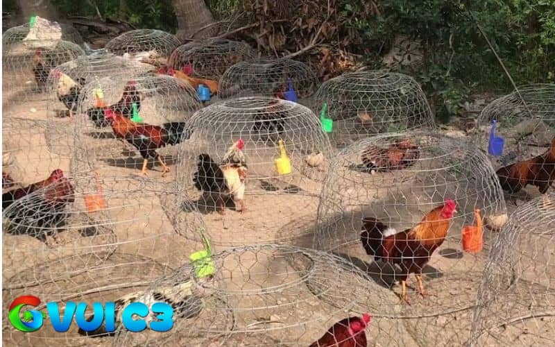 Phơi nắng giúp gà hấp thu vitamin tự nhiên và chắc xương