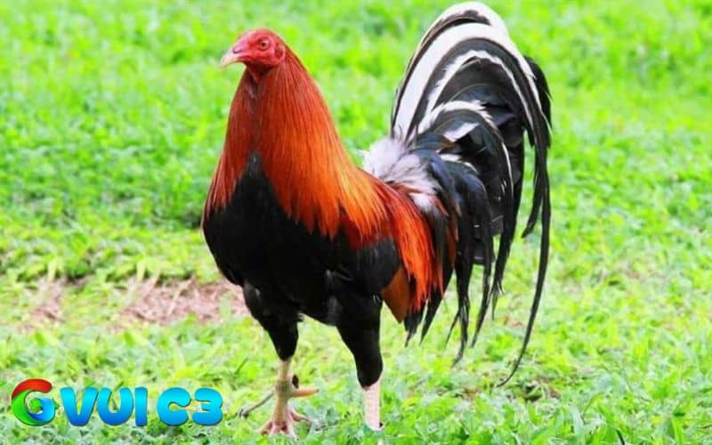 Rau xanh giúp cân bằng dinh dưỡng và chống táo bón