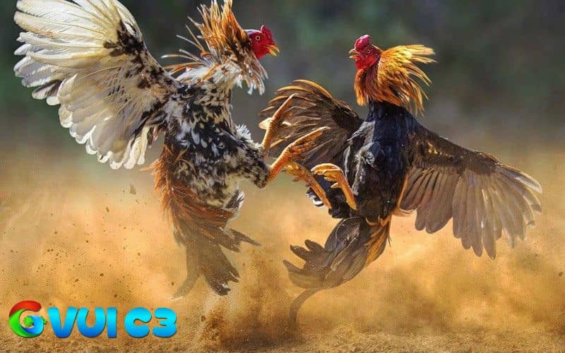 Tập luyện đúng khoa học sẽ giúp gà có vảy phủ địa phát huy lối đá tốt hơn Tập luyện đúng khoa học sẽ giúp gà có vảy phủ địa phát huy lối đá tốt hơn