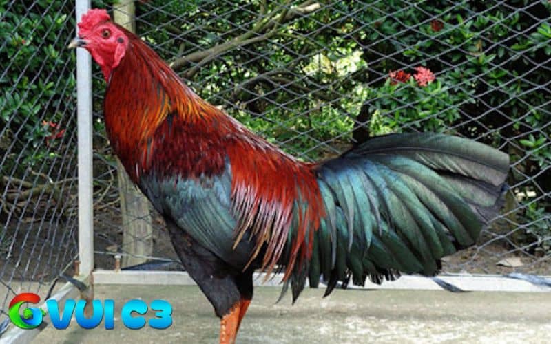 Tập luyện với cường độ và chuẩn sẽ giúp gà giảm cân tốt Tập luyện với cường độ và chuẩn sẽ giúp gà giảm cân tốt