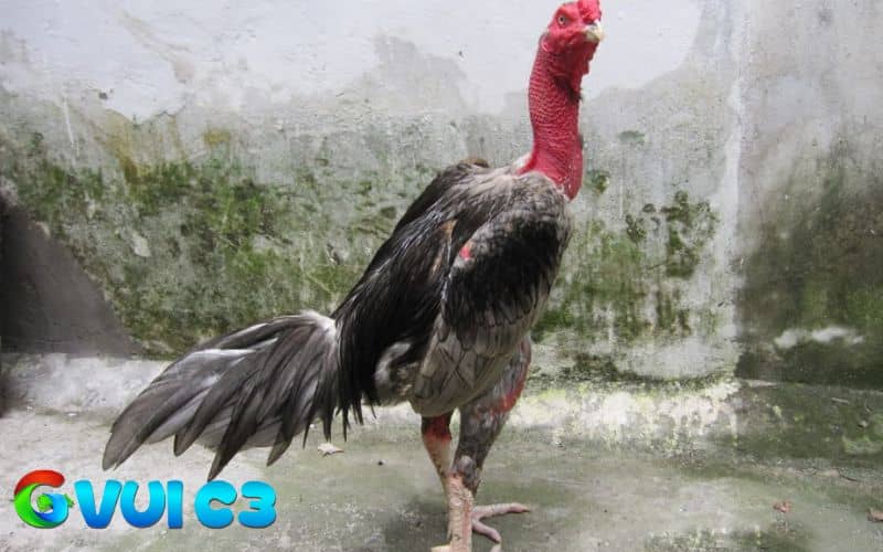 Thời gian vào mồi cho gà thích hợp từ 10 đến 15 ngày trước khi đá