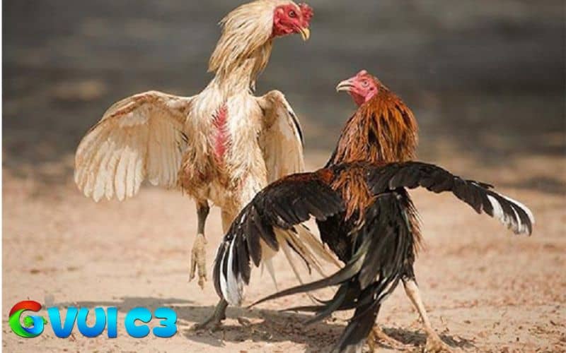 Thử phản xạ gà bằng cách theo dõi phản ứng trong môi trường tự nhiên