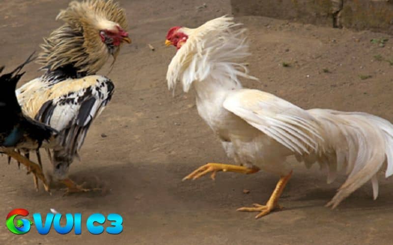 Thử phản xạ gà giúp sư kê đánh giá được tiềm năng và khả năng thi đấu