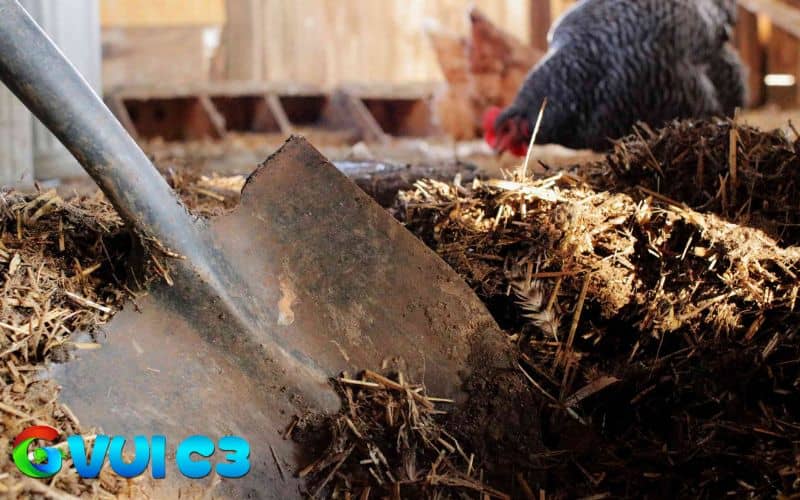 Thường xuyên vệ sinh chuồng trại giúp gà có nơi ở sạch sẽ