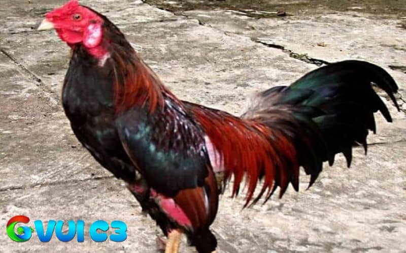 Tránh để gà cảm lạnh vì có thể gây ảnh hưởng đến sức khỏe