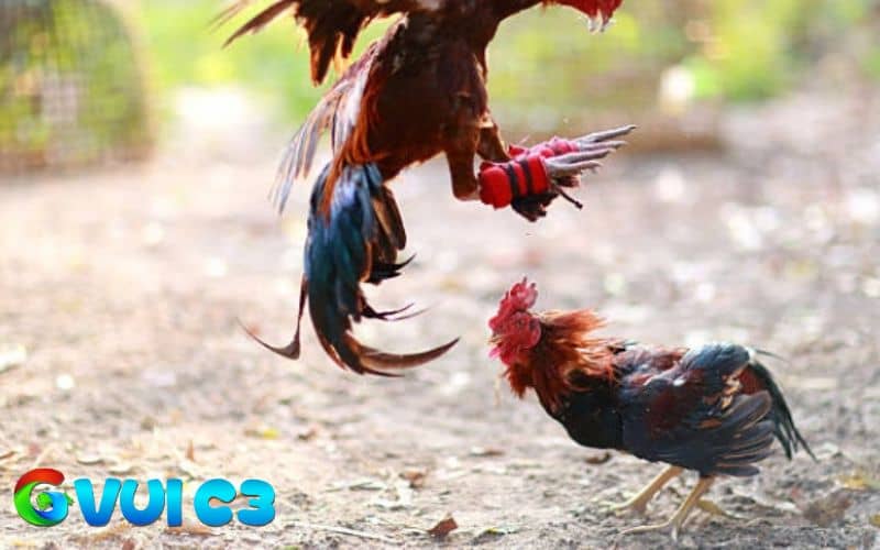 Vần đòn cần tập luyện kỹ càng và có thời gian nghỉ ngơi hợp lý