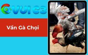 Vần Gà Chọi