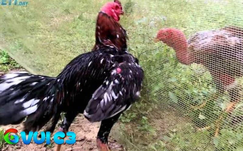 Vần gà chọi giúp gà tăng thêm sức bền và cải thiện phản xạ Vần gà chọi giúp gà tăng thêm sức bền và cải thiện phản xạ