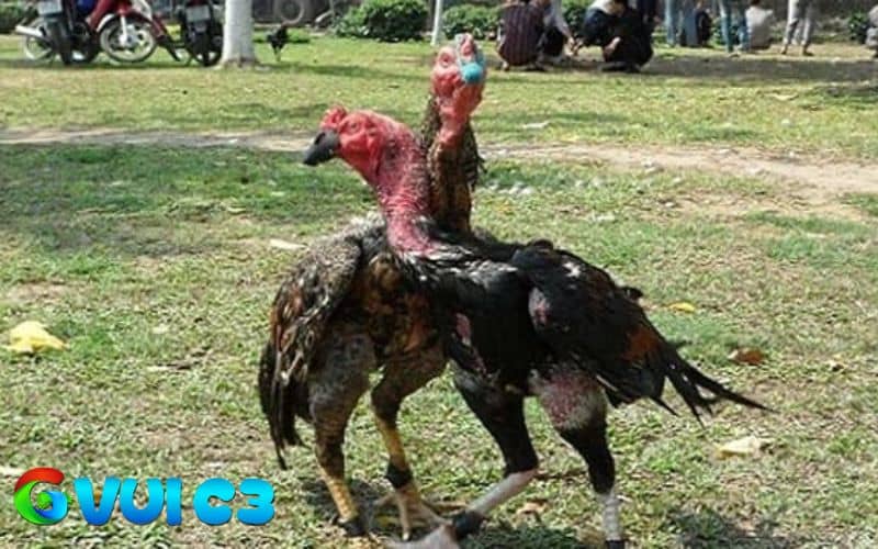 Vần lần đầu giúp gà làm quen với hoạt động vận động Vần lần đầu giúp gà làm quen với hoạt động vận động