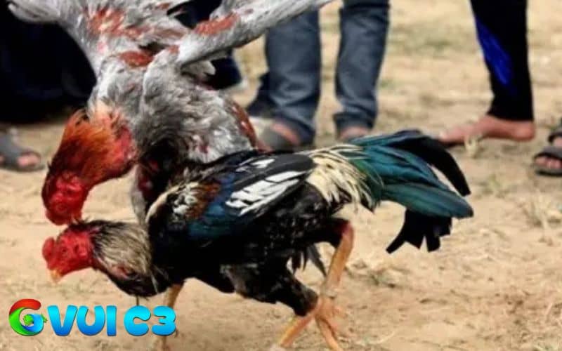Vần lần thứ 2 tăng thời gian tập giúp gà rèn luyện sức khỏe Vần lần thứ 2 tăng thời gian tập giúp gà rèn luyện sức khỏe