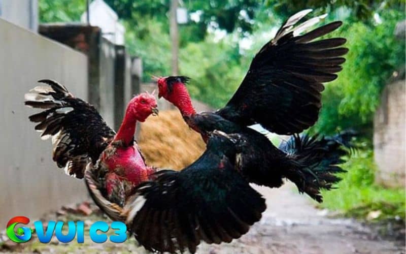 Vần lần thứ 3 giúp gà tăng cường thể lực toàn diện Vần lần thứ 3 giúp gà tăng cường thể lực toàn diện