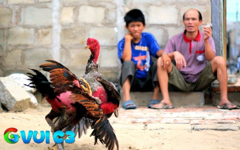 Vào mồi cho gà đúng cách sẽ có nhiều lợi ích