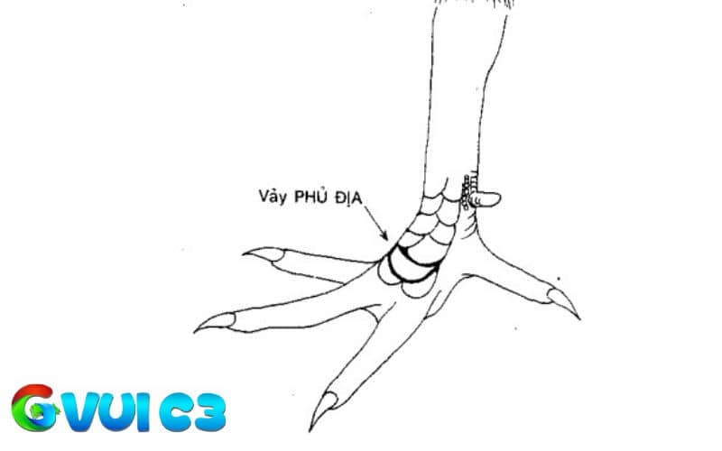 Vảy phủ địa được chia thành nhiều loại dựa trên số vảy mọc và vị trí Vảy phủ địa được chia thành nhiều loại dựa trên số vảy mọc và vị trí