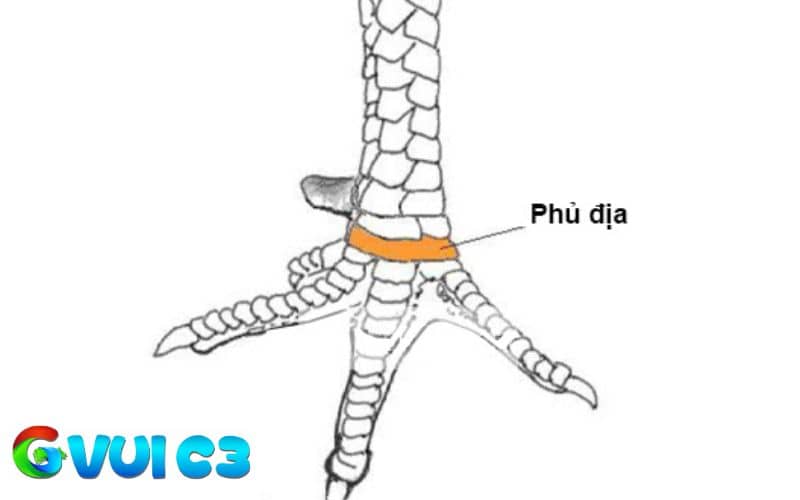 Vảy phủ địa thường mọc ở trước hàng nội sang hàng ngoại Vảy phủ địa thường mọc ở trước hàng nội sang hàng ngoại