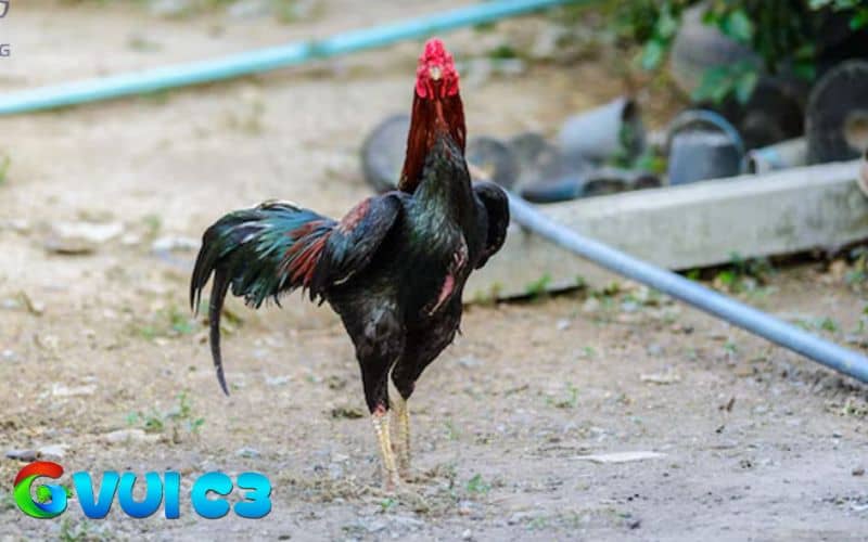 Việc chăm sóc gà chọi trước khi đá có thể ảnh hưởng trực tiếp đến trận đấu