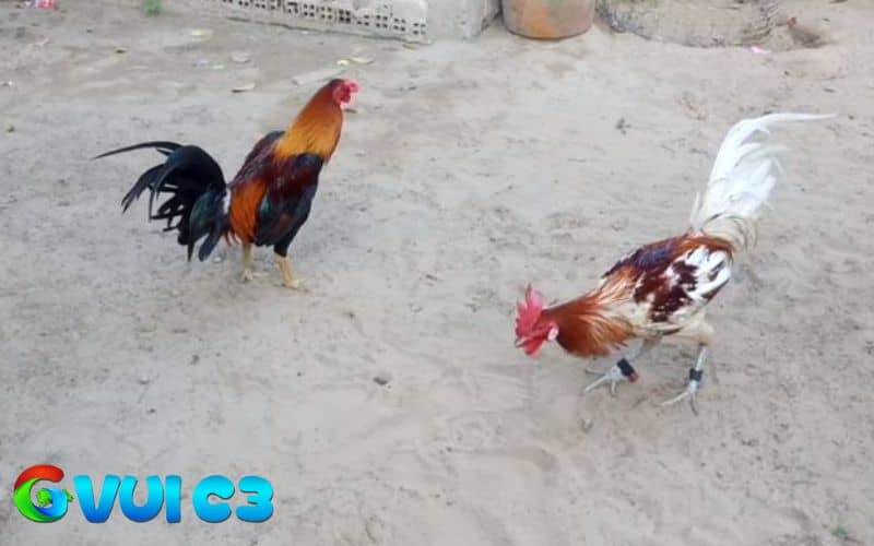 Xổ gà đá giúp sư kê có thể đánh giá được năng lực và khả năng chiến đấu của chiến kê
