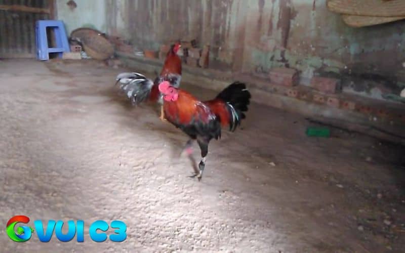 Xổ gà đá là thực hiện thả, nhử con gà trước khi tham gia trận đấu chính