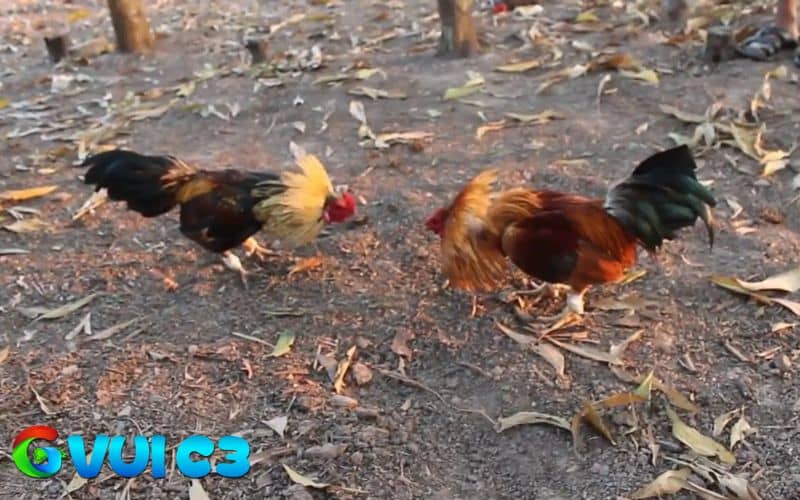 Xổ gà đá thường xuyên giúp gà sung hơn và tăng cường thêm các bài tập phù hợp
