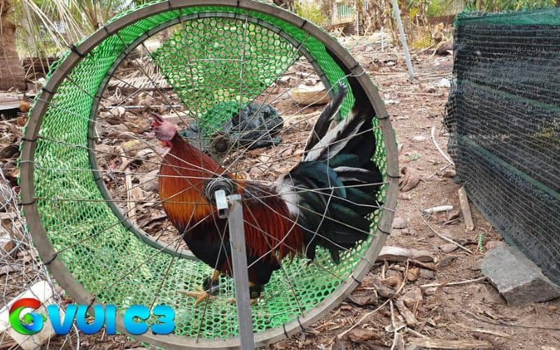 Các bài tập có thể giúp gà ăn tăng và cơ bắp lẫn sức bền Các bài tập có thể giúp gà ăn tăng và cơ bắp lẫn sức bền