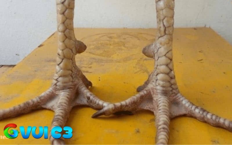 Các đặc điểm nhận dạng vảy song cúc Các đặc điểm nhận dạng vảy song cúc