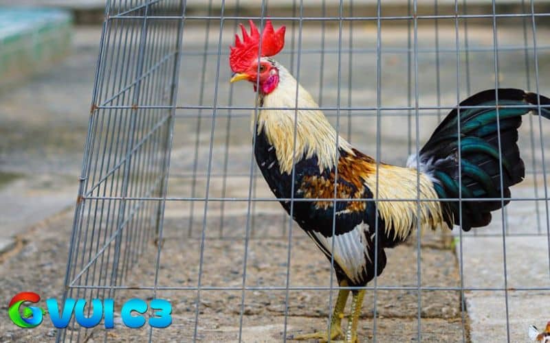 Các nguồn chất đạm tốt nhất là thịt, cá, trứng, đậu và côn trùng Các nguồn chất đạm tốt nhất là thịt, cá, trứng, đậu và côn trùng