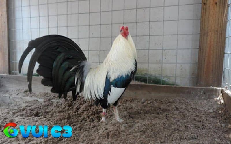 Cần lựa chọn giống gà tốt để có thể nuôi gà đá bo lớn Cần lựa chọn giống gà tốt để có thể nuôi gà đá bo lớn