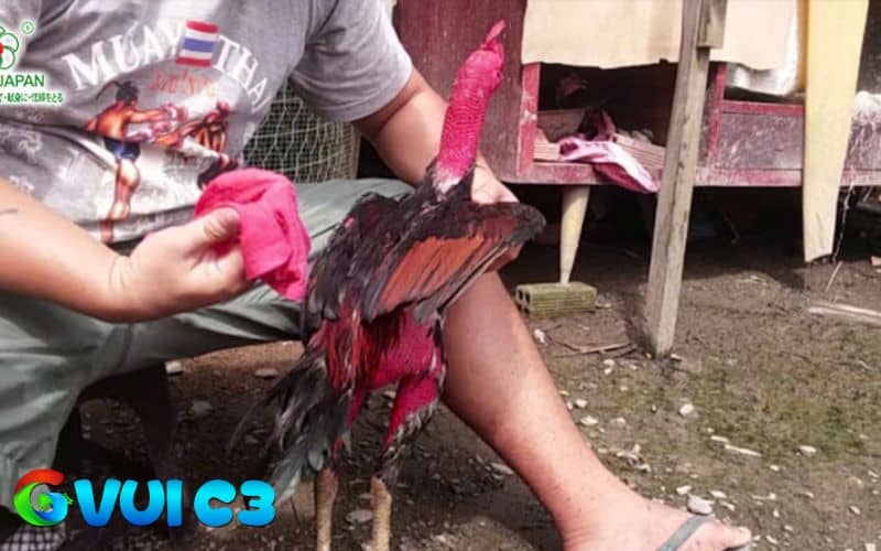 Chăm sóc và phòng bệnh là cách để bảo vệ gà đá bo lớn Chăm sóc và phòng bệnh là cách để bảo vệ gà đá bo lớn