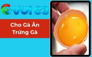 Cho gà đá ăn trứng gà