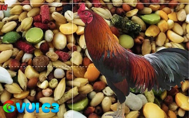 Để gà đá bo lớn thì người nuôi cung cấp đầy đủ chất dinh dưỡng có khoa học Để gà đá bo lớn thì người nuôi cung cấp đầy đủ chất dinh dưỡng có khoa học