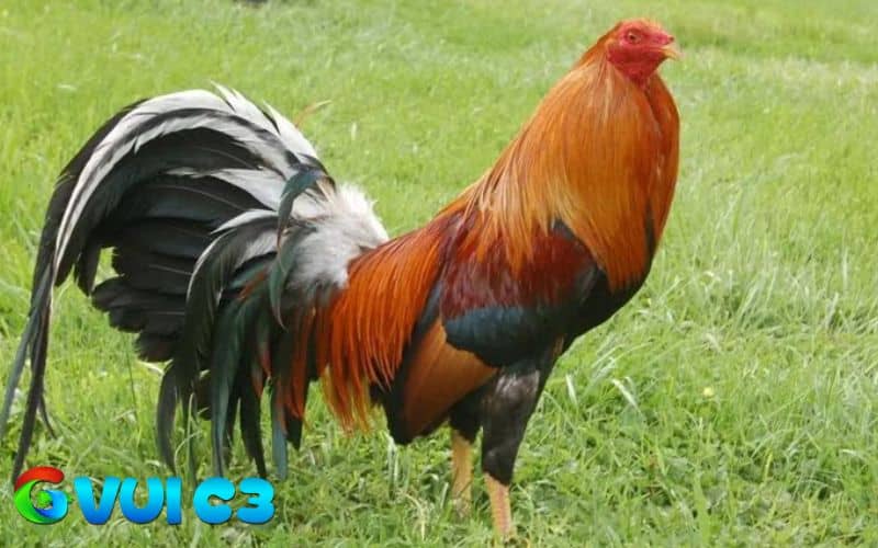Duy trì tập luyện và không ép gà ăn là một trong những điều cần lưu khi nuôi gà đá nhanh lên ký Duy trì tập luyện và không ép gà ăn là một trong những điều cần lưu khi nuôi gà đá nhanh lên ký