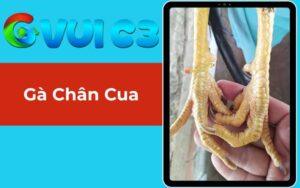 Gà Chân Cua